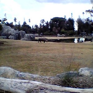 White rhino on main savanna