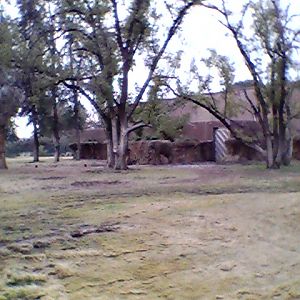 African elephant exhibit with barn in background