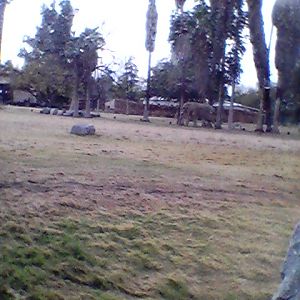 African elephant exhibit