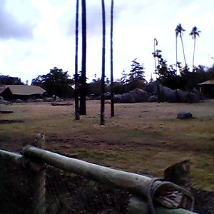 African elephant exhibit