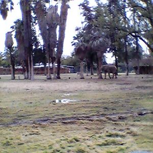 African elephant exhibit