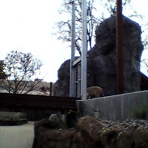 Lion near bridge