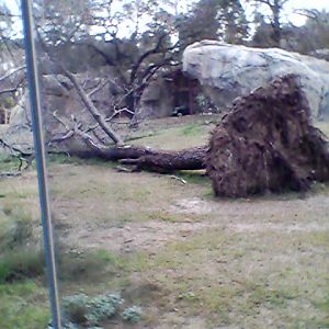 Lion exhibit