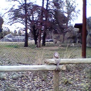 Lion exhibit