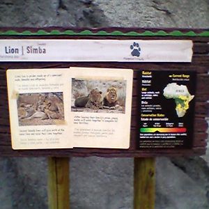 Lion interpretive sign