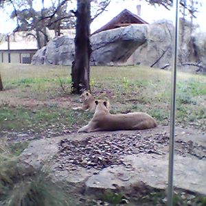 Lion exhibit