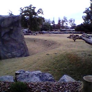 Savanna exhibit