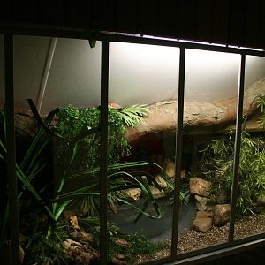 Northern caiman lizard exhibit