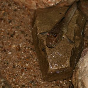 Atlantic mudskipper