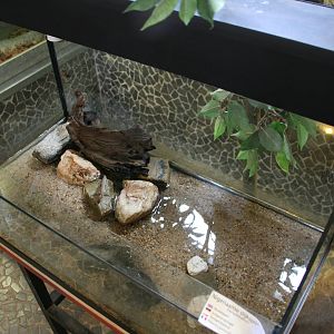 Atlantic mudskipper tank