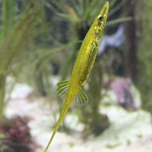 Sea stickleback