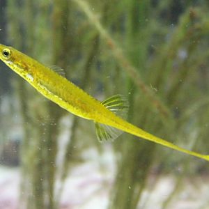 Sea stickleback
