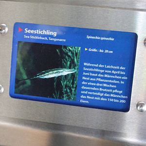 Sign Sea stickleback