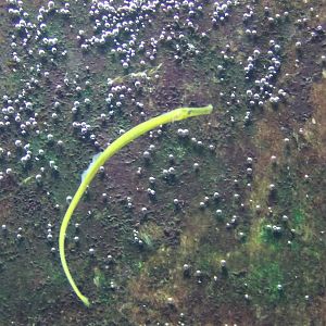 Pipefish ID