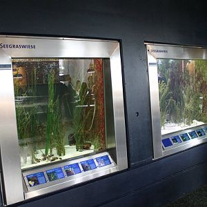 Seagrass aquariums