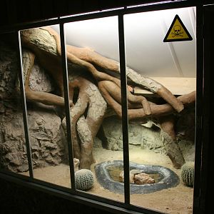 Gila monster exhibit