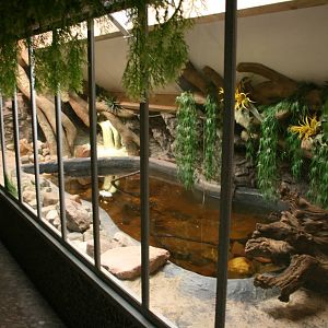 Cuvier's dwarf caiman exhibit