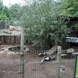 Striped skunk exhibit