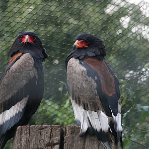 Bateleur pair