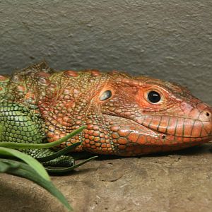 Northern caiman lizard