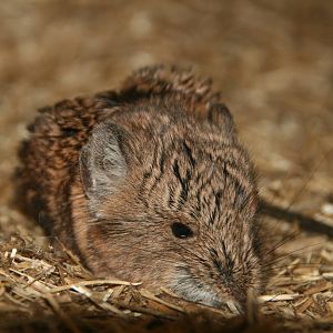 Round-eared elephant shrew