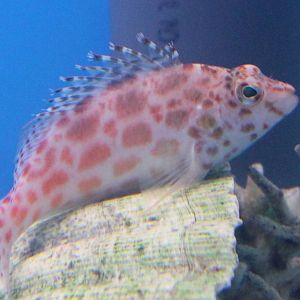 Coral hawkfish