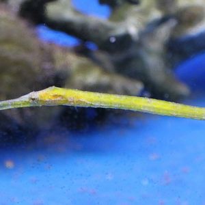 Alligator pipefish