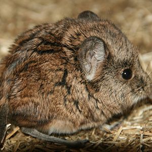Round-eared elephant shrew