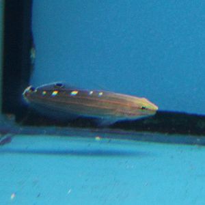 Hector's goby