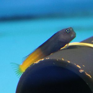 Bicolor combtooth blenny