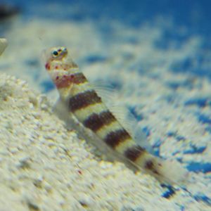 Wheeler's shrimp goby ( Amblyeleotris wheeleri )