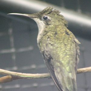 Fork-tailed woodnymphe female