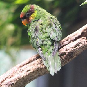 Mindanao lorikeet