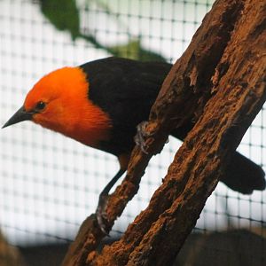 Scarlet-headed blackbird