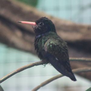 White-chinned sapphire
