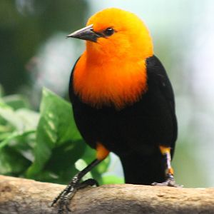 Scarlet-headed blackbird