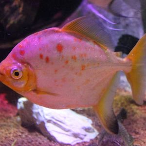 Myleus - prop. Redhook myleus