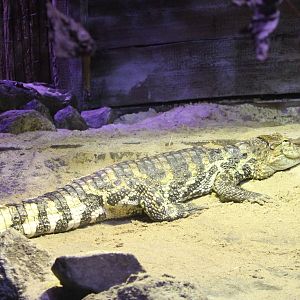 Broad-snouted caiman