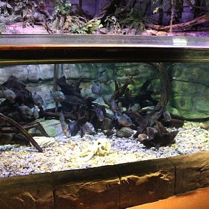 Red-bellied piranha aquarium