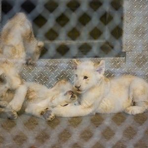 White Lion Cubs (Pic 4 of 4)