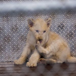 White Lion Cubs (Pic 3 of 4)