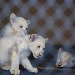 White Lion Cubs (Pic 2 of 4)