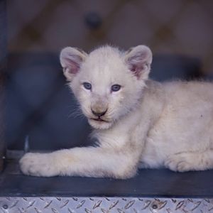 White Lion Cubs (Pic 1 of 4)