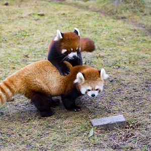 Red Pandas Interact (Pic 1 of 2)
