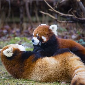 Red Pandas Interact (Pic 2 of 2)