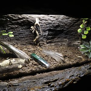 Festival of Lights 2015 - Jungle Trails - Flashdrive Exhibit