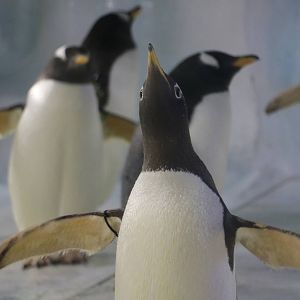 Stretching gentoo, January 2016