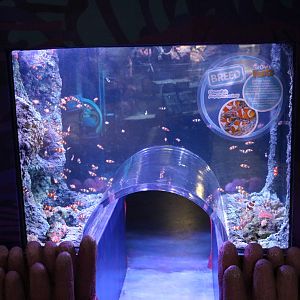 Clownfish tunnel tank, January 2016