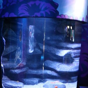 Giant Pacific octopus tank, January 2016