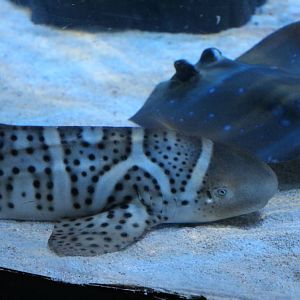 Juvenile zebra shark, January 2016